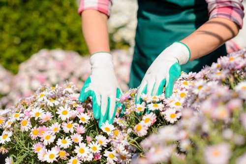 A pair of hands wearing white gardening gloves are tending to a lush flower bed filled with blooming daisies that have white petals and yellow centres. The gardener is dressed in a long-sleeved shirt with pink and purple stripes and a teal apron, standing in an outdoor garden space. The background features blurred green foliage and shrubbery, indicating a well-maintained garden environment. The flower bed is bordered by a neat edge, with the daisies densely planted in rich, dark soil, and the scene is illuminated by bright natural sunlight, suggesting pleasant weather. This outdoor garden scene reflects attentive plant care typical of gardening services in Palmers Green, where detailed maintenance of vibrant flower borders is a common task. The overall setting presents a calm, cultivated garden area suitable for flowering beds, highlighting the importance of regular pruning and flower bed maintenance in a professional gardening context.